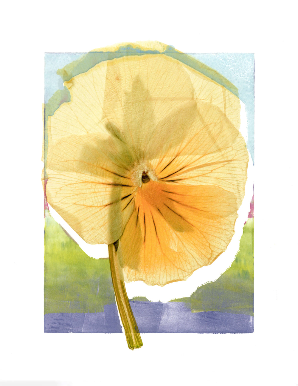 POPPY No.11